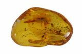 Detailed Fossil Beetle (Coleoptera) In Baltic Amber #94061-1